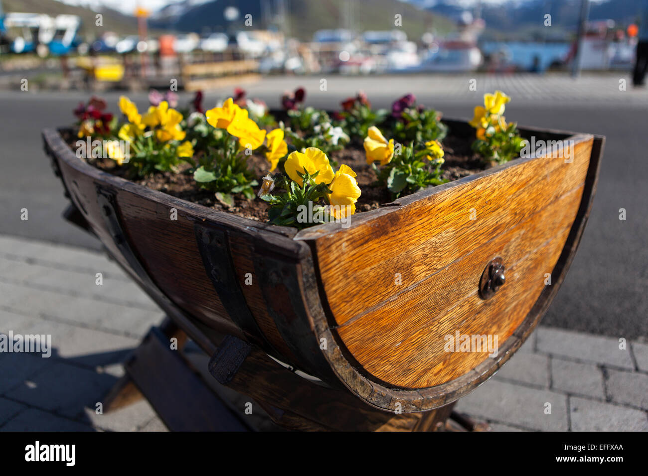 Ein Fass als einen Blumentopf in Siglufjordur, Island verwendet. Stockfoto