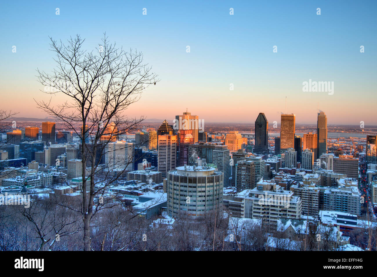 Skyline von Montreal bei Sonnenuntergang, im Winter, mit einem Baum im Vordergrund Stockfoto
