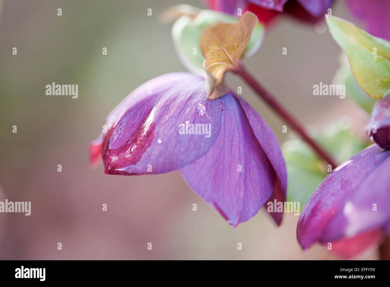 Dunkle Blüte Helleborus Orientalis, "Blue Lady" mit Regentropfen. Februar. Stockfoto