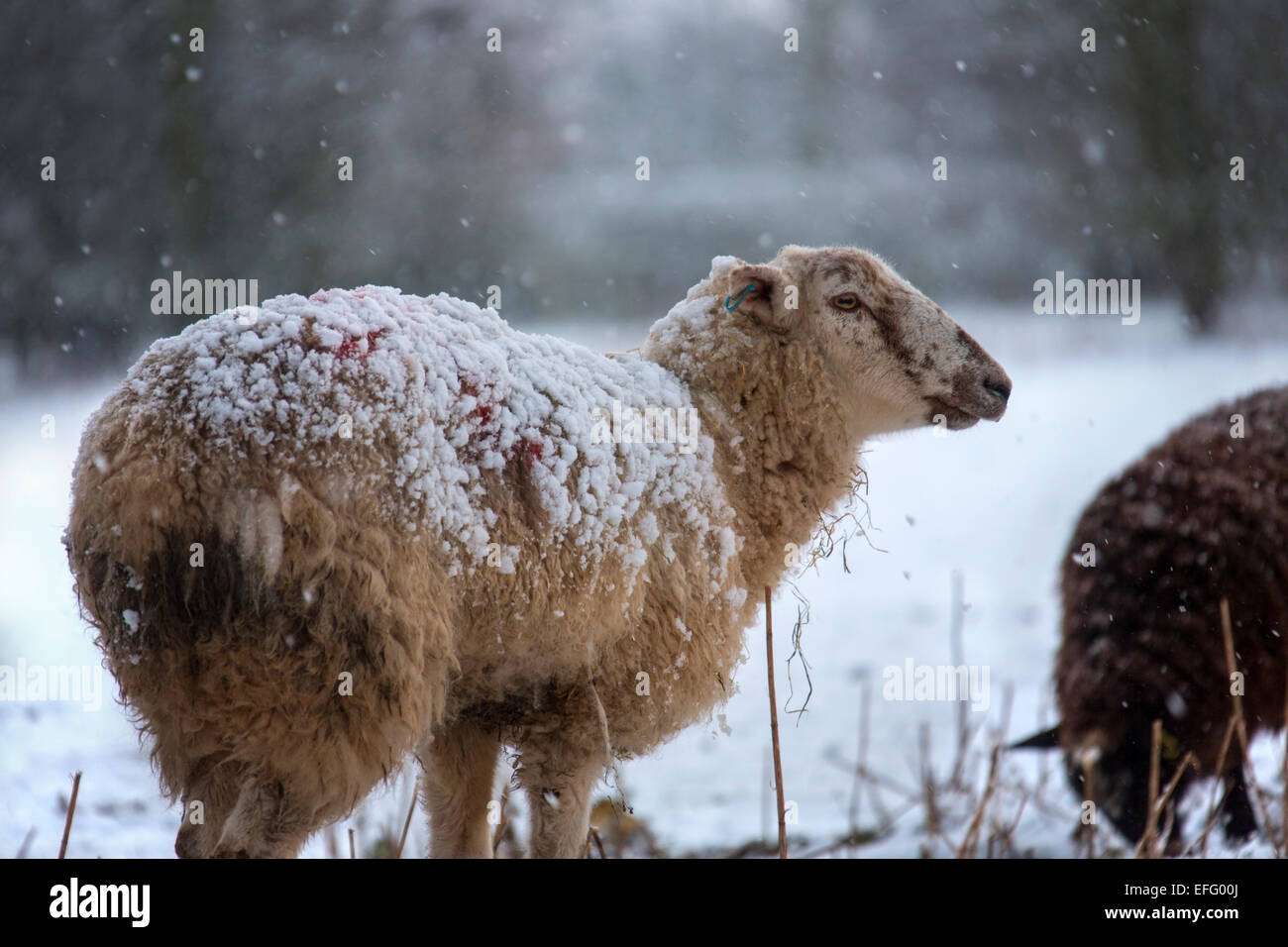 Landwirtschaft - Tiere im Winterschnee in North Yorkshire im Vereinigten Königreich Stockfoto