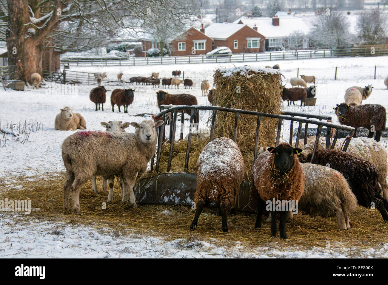 Landwirtschaft - Tierfütterung im Winterschnee in North Yorkshire im Vereinigten Königreich Stockfoto