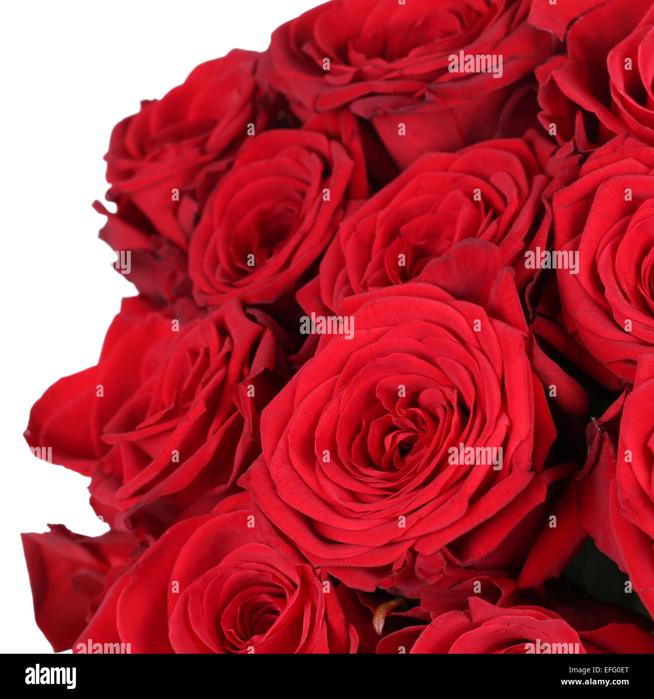 Geben ein paar rote Rosen auf Geburtstag, Valentinstag oder Mutter der Tag isoliert Stockfoto