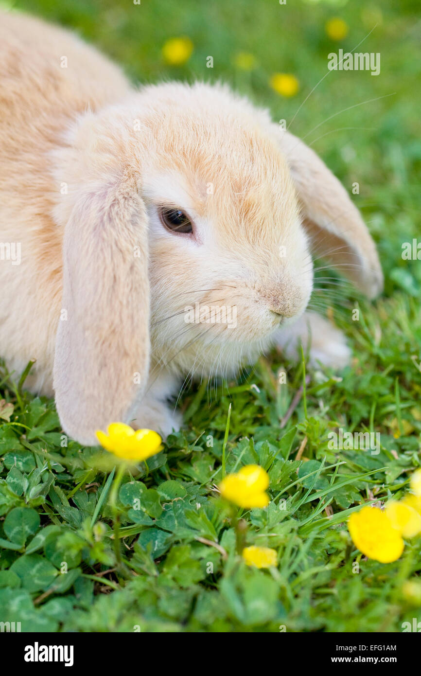 Junge Lop Eared Rabbit auf Rasen mit Butterblumen Stockfoto