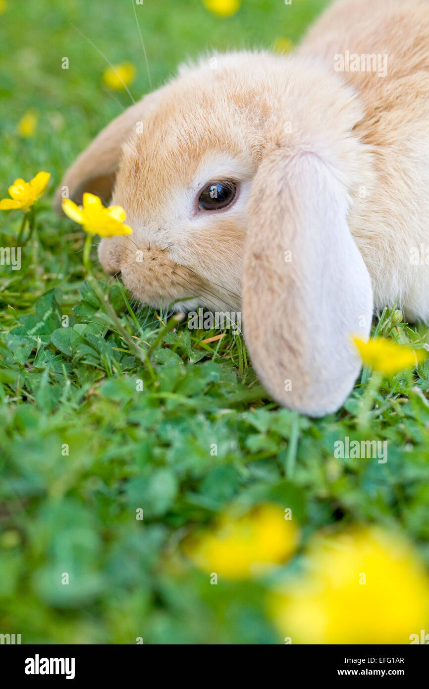 Junge Lop Eared Rabbit auf Rasen mit Butterblumen Stockfoto