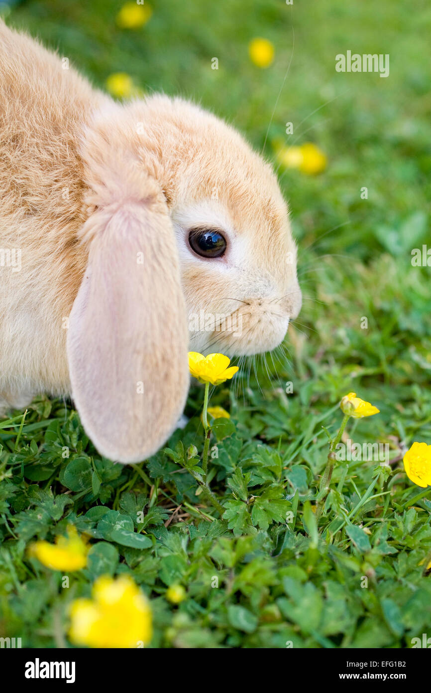 Junge Lop Eared Rabbit auf Rasen mit Butterblumen Stockfoto