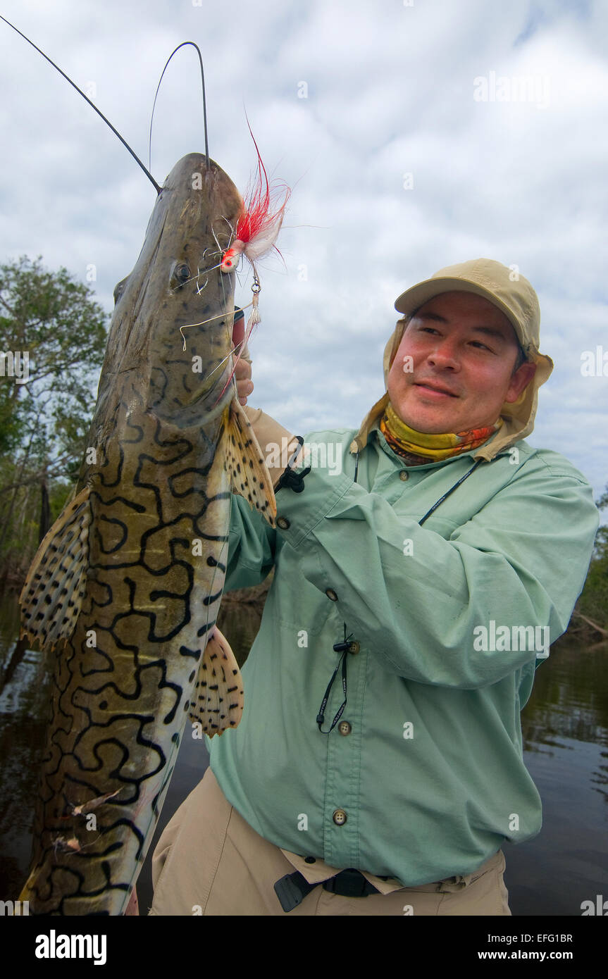 Amazon catfish -Fotos und -Bildmaterial in hoher Auflösung – Alamy