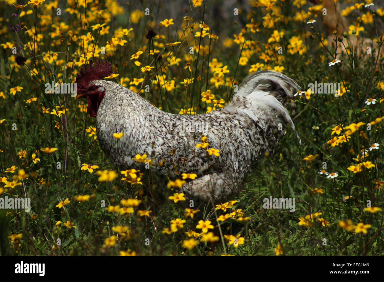 Hahn blumenwiese -Fotos und -Bildmaterial in hoher Auflösung – Alamy