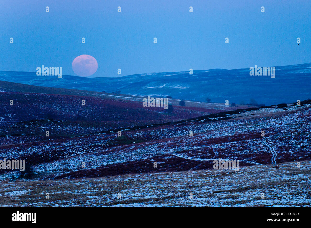 Mynydd Epynt, Powys, Wales, UK. 3. Februar 2015. Die Temperaturen sind mehrere Grad Celsius unter dem Gefrierpunkt in Mid Wales wie ein Vollmond über das Hochmoor Mynydd Epynt steigt. Bildnachweis: Graham M. Lawrence/Alamy Live-Nachrichten. Stockfoto