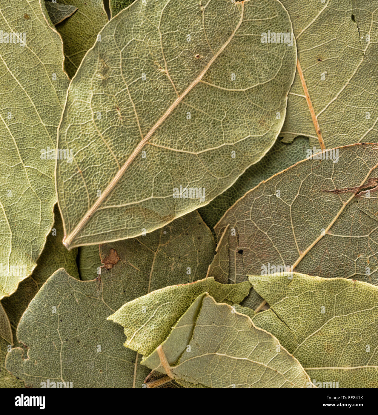 Ganz in der Nähe Blick auf getrocknetes Basilikum Blätter zum Kochen. Stockfoto