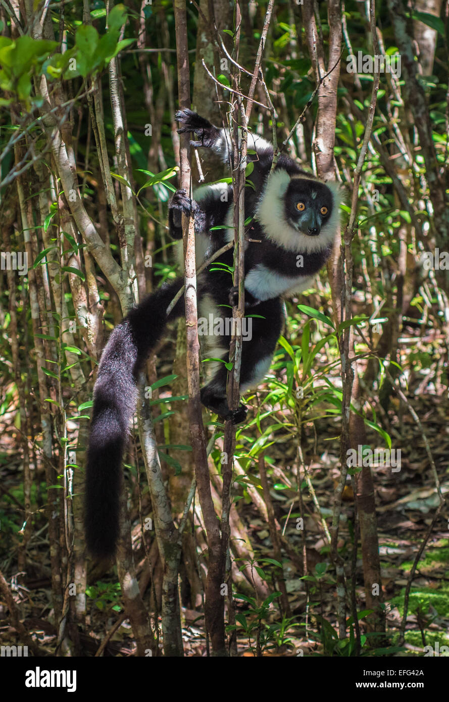 Schwarz-weiß-Ruffed Lemuren von Madagaskar Stockfoto
