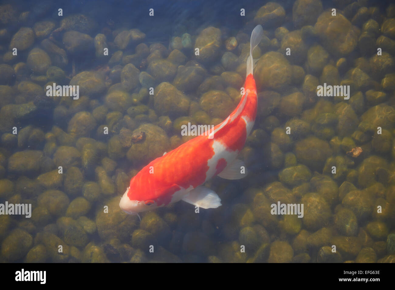 Koi-Karpfen, Demboin Gärten, Senso-Ji Tempel, Asakusa, Tokio, Japan Stockfoto