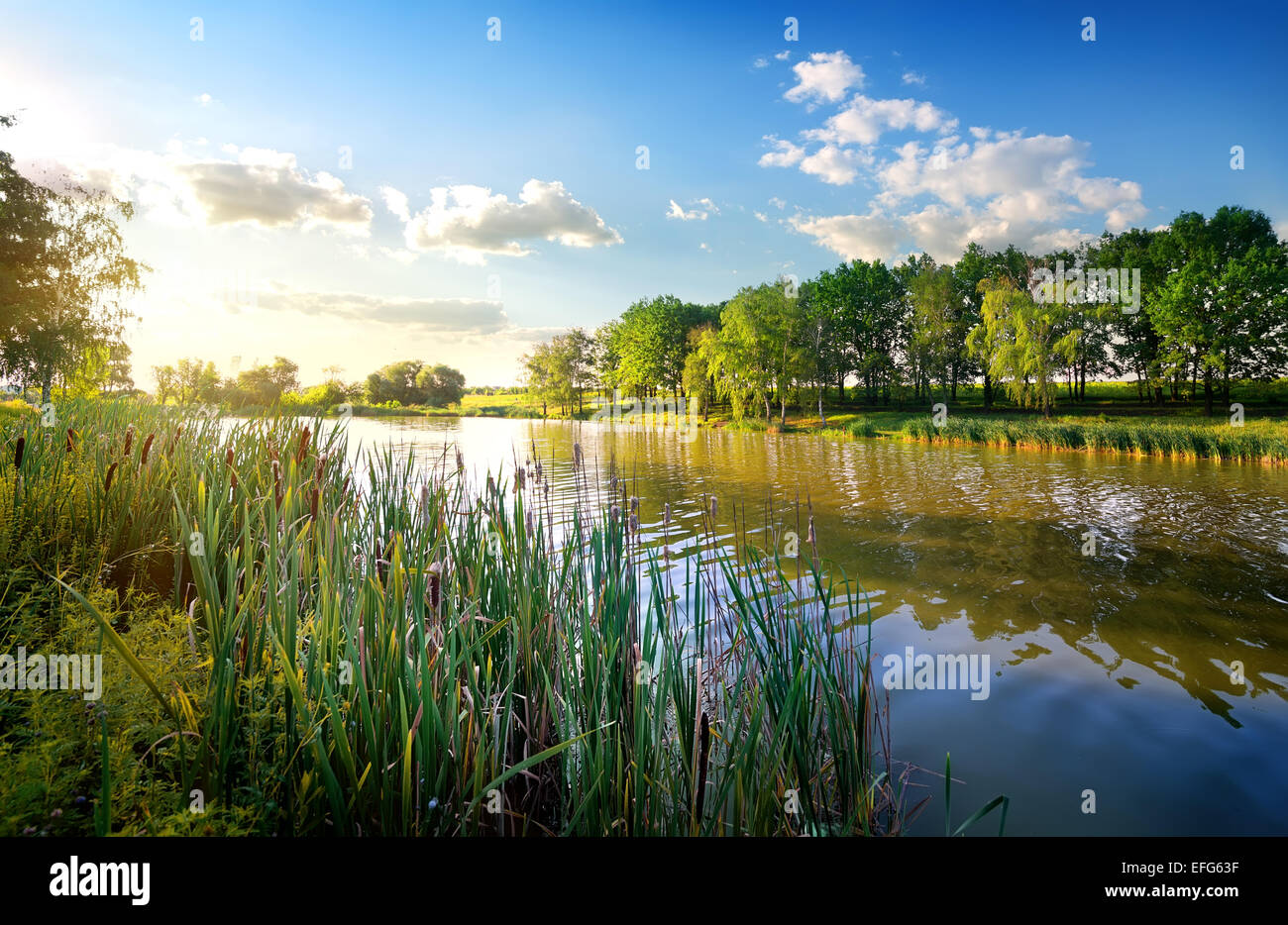 Morgen an einem wunderschönen Fluss im Sommer Stockfoto