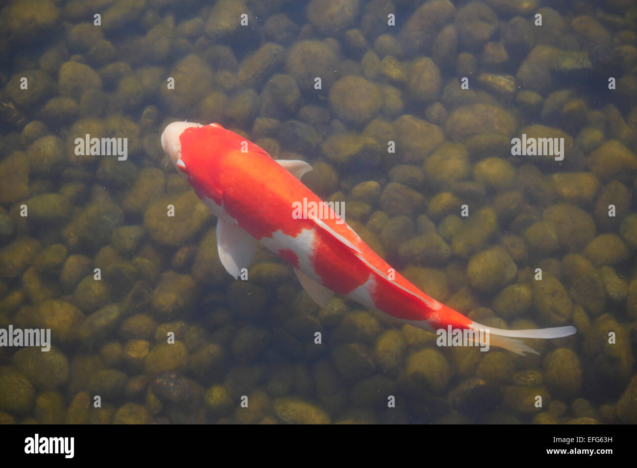 Koi-Karpfen, Demboin Gärten, Senso-Ji Tempel, Asakusa, Tokio, Japan Stockfoto