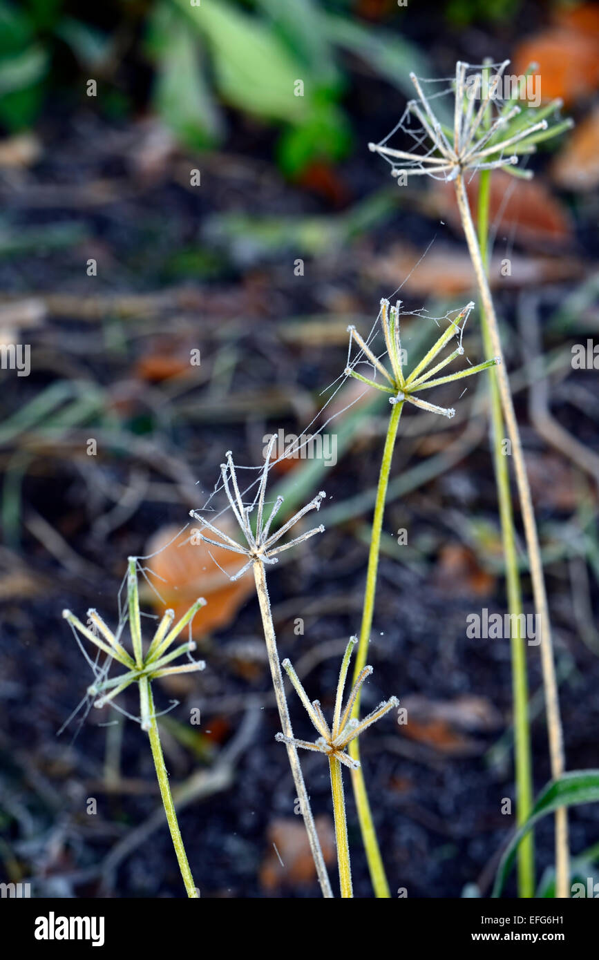 Frost frostigen mattierte Agapanthus Blume stammt Stiele Winter Interesse verfügen über Garten Gartenarbeit RM-Floral Stockfoto