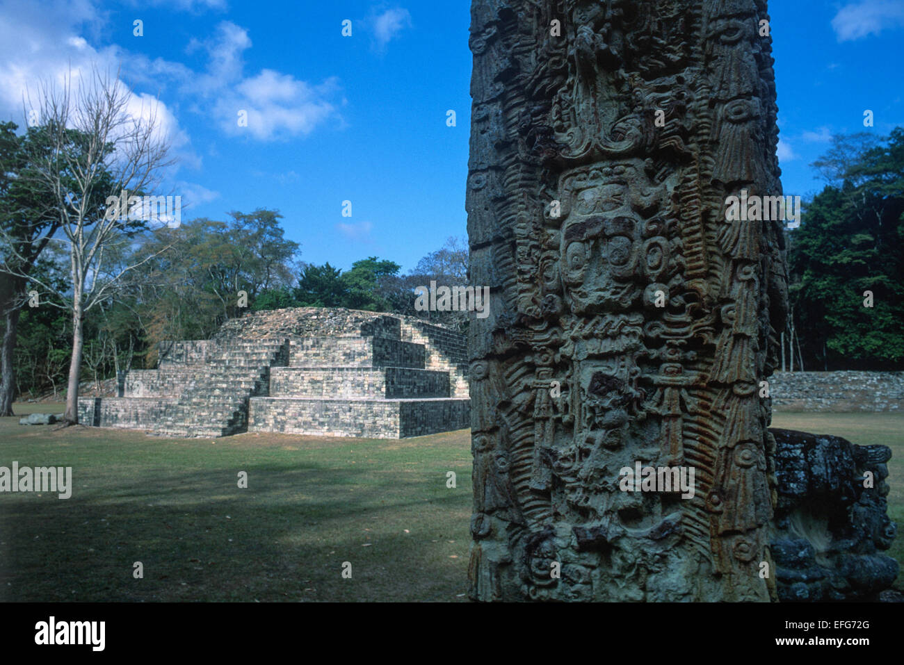 Der zentrale Platz. Copan Maya-Ruinen. Honduras. Stockfoto