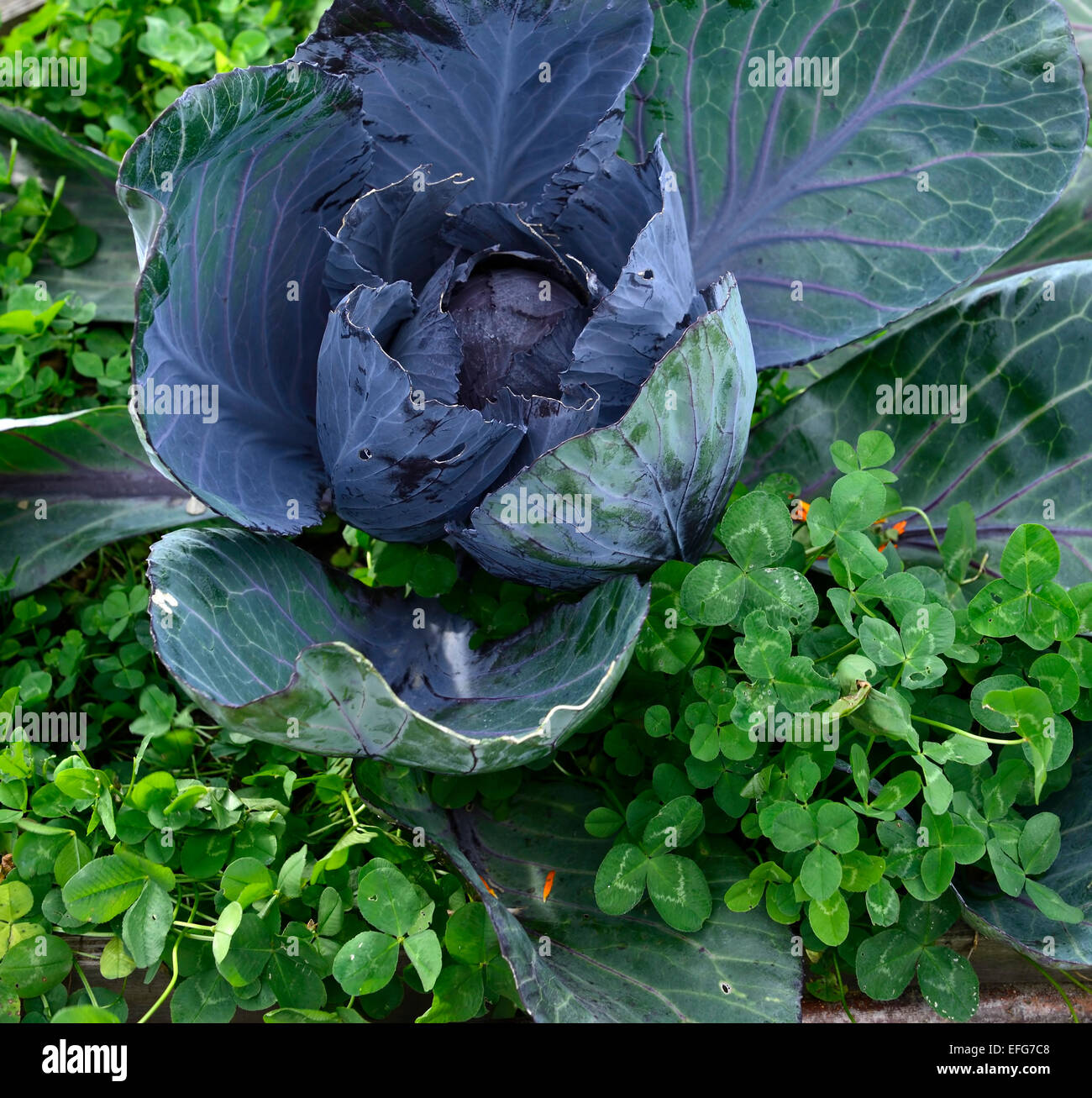 Kohl und Klee Mischkultur Schädlingsbekämpfung Kohl Brassica Kleeblätter Kombination Combo natürlichen organischen RM floral Stockfoto