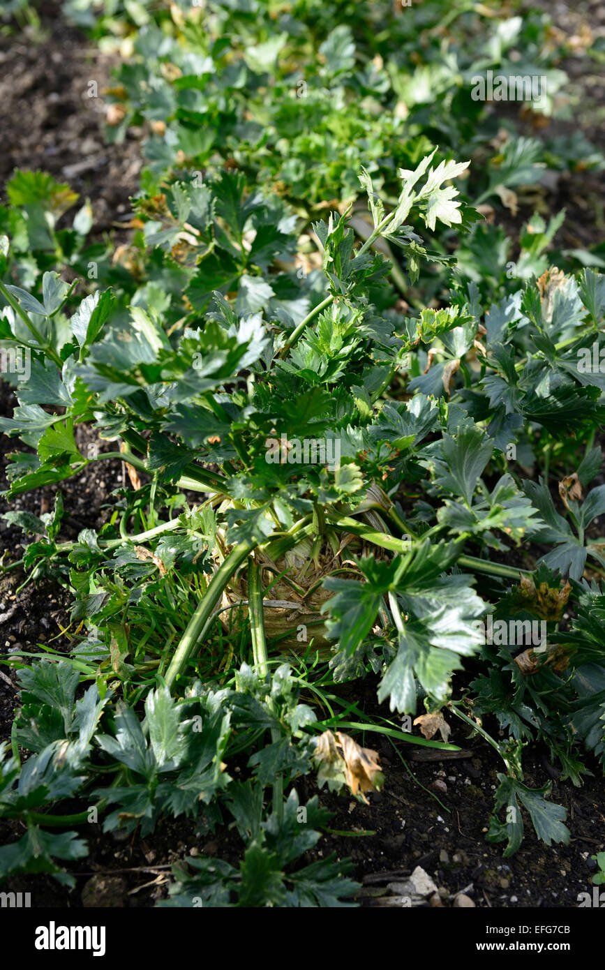 Knollensellerie Prinz grüne Laub Blätter Gemüse Gemüse Gemüse Gemüse Garten Gartenarbeit RM Floral Stockfoto
