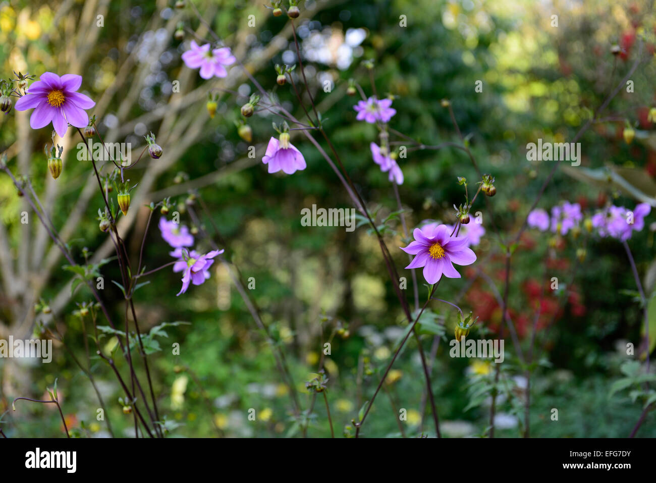 Dahlia Imperialis lila Blume Blumen mehrjährige Stauden Garten Gartenarbeit RM Floral Stockfoto