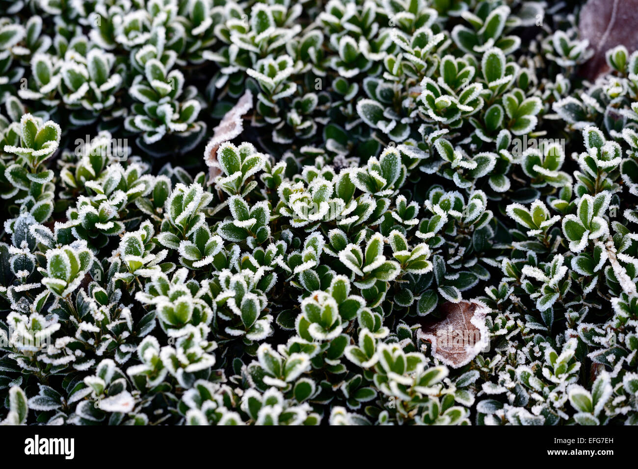 Buxus Sempervirens frost frostigen mattierte Abdeckung bedeckt Eis Winter Hedge Absicherung RM Floral Stockfoto