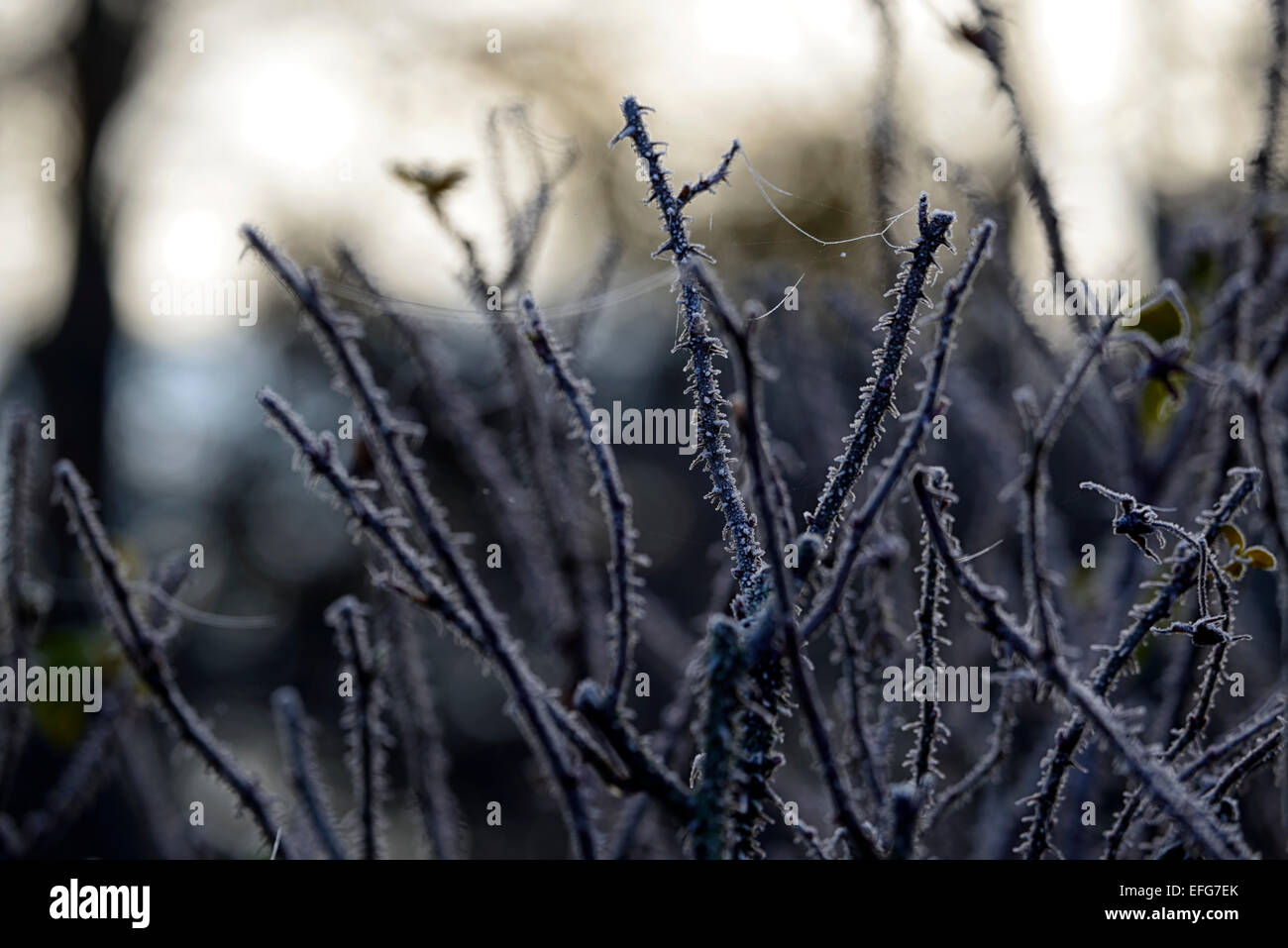 Frost-Abdeckung bedeckt frostigen Rosenstiele Dornen Garten Gartenarbeit Spinnweben Winter gefrorene Einfrieren Silhouette RM Floral Silhouette Stockfoto