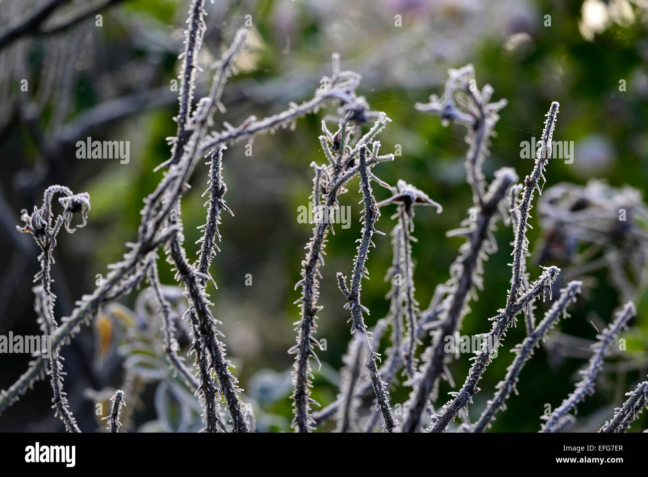 Frost-Abdeckung bedeckt frostigen Rosenstiele Dornen Garten Gartenarbeit Spinnweben Winter gefrorene Einfrieren Silhouette RM Floral Silhouette Stockfoto