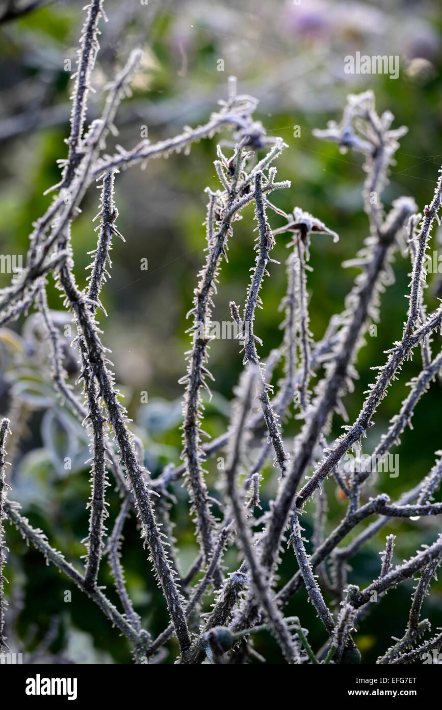 Frost-Abdeckung bedeckt frostigen Rosenstiele Dornen Garten