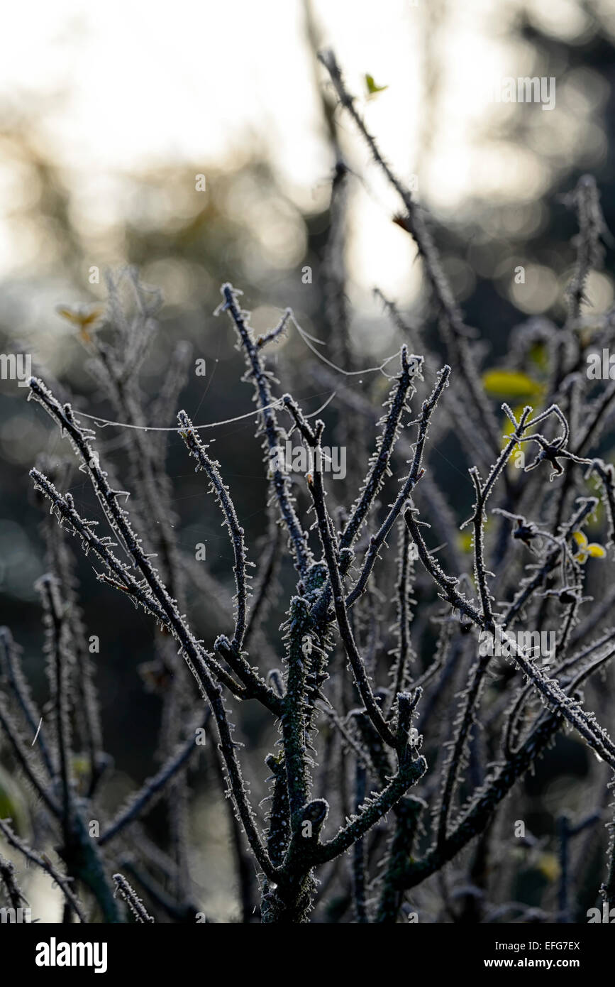 Frost-Abdeckung bedeckt frostigen Rosenstiele Dornen Garten Gartenarbeit  Spinnweben Winter gefrorene Einfrieren Silhouette RM Floral Silhouette  Stockfotografie - Alamy