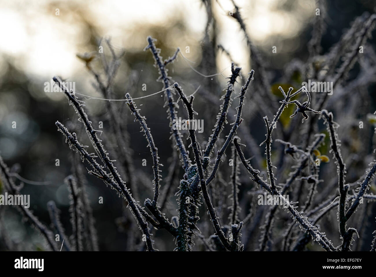 Frost-Abdeckung bedeckt frostigen Rosenstiele Dornen Garten Gartenarbeit  Spinnweben Winter gefrorene Einfrieren Silhouette RM Floral Silhouette  Stockfotografie - Alamy
