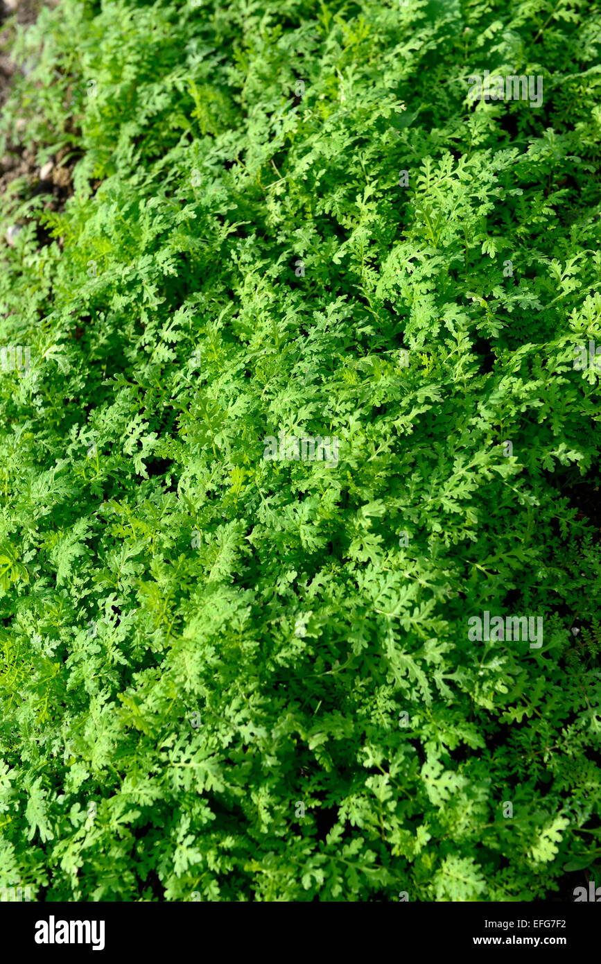 Phacelia Tanacetifolia Gründüngung Wicke Wicken Biolandbau Praxis Boden anreichern Designikone Bereicherung RM Floral Stockfoto