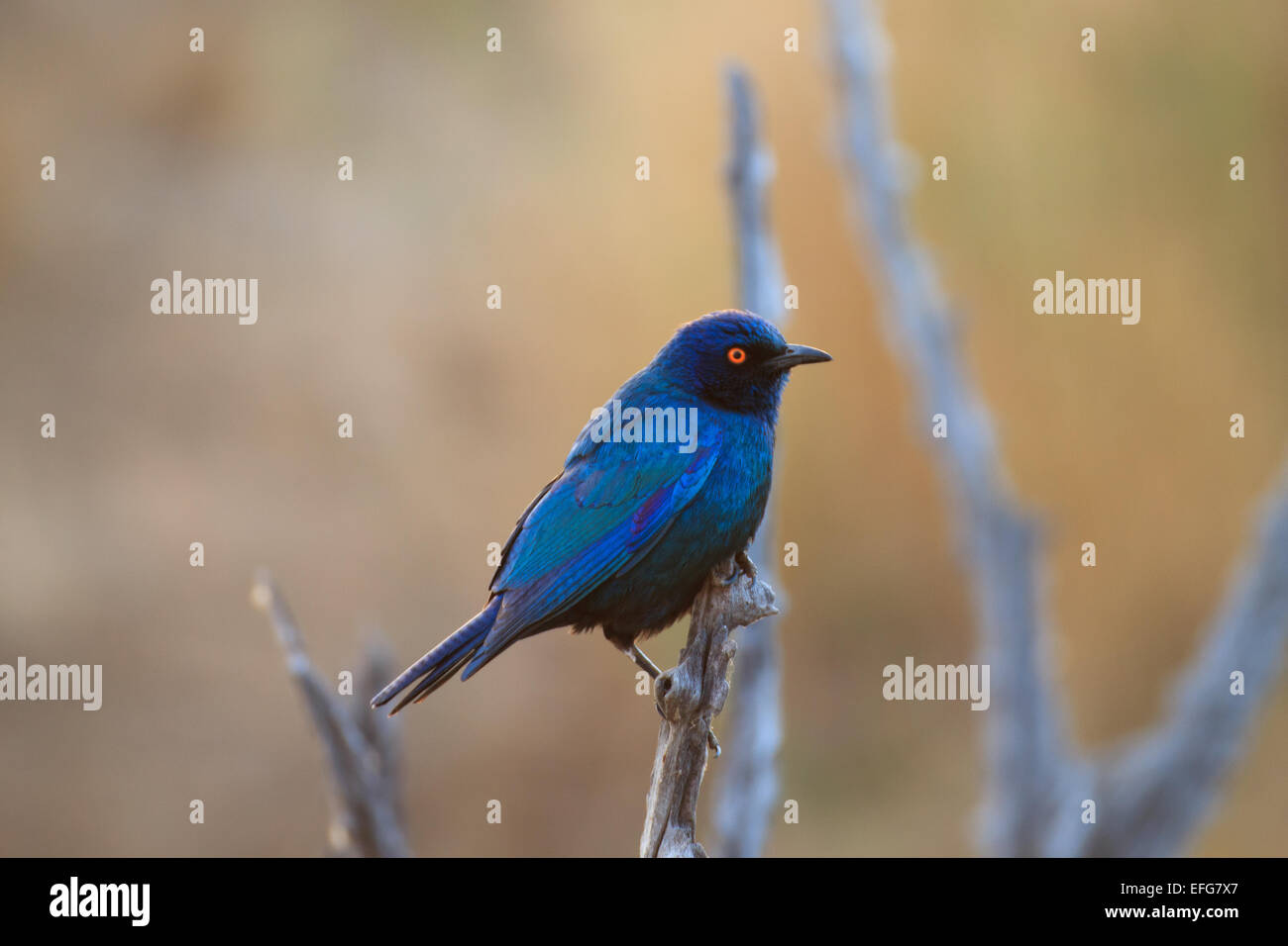 Blauer Vogel Stockfoto