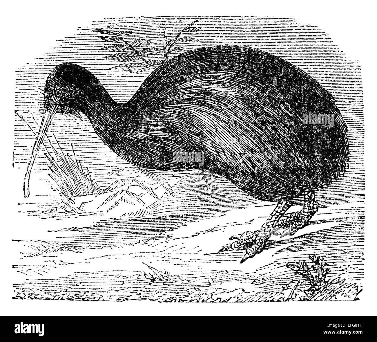 Viktorianische Gravur von einem Kiwi-Vogel. Digital restaurierten Bild aus einem Mitte des 19. Jahrhundert Enzyklopädie. Stockfoto