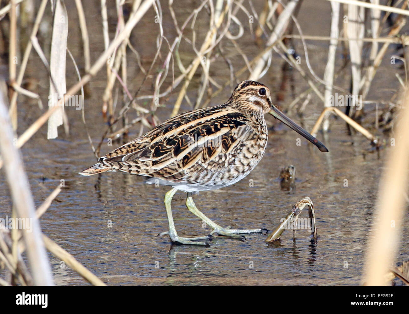 Snipe (Gallinago Gallinago) zu Fuß auf dem Eis Stockfoto