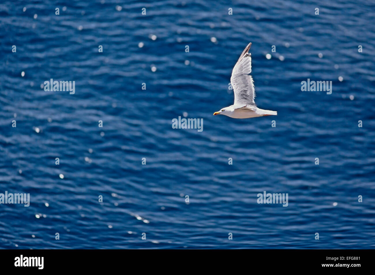 Gelben Beinen Gull (Larus Michahellis) fliegen über das Meer Stockfoto