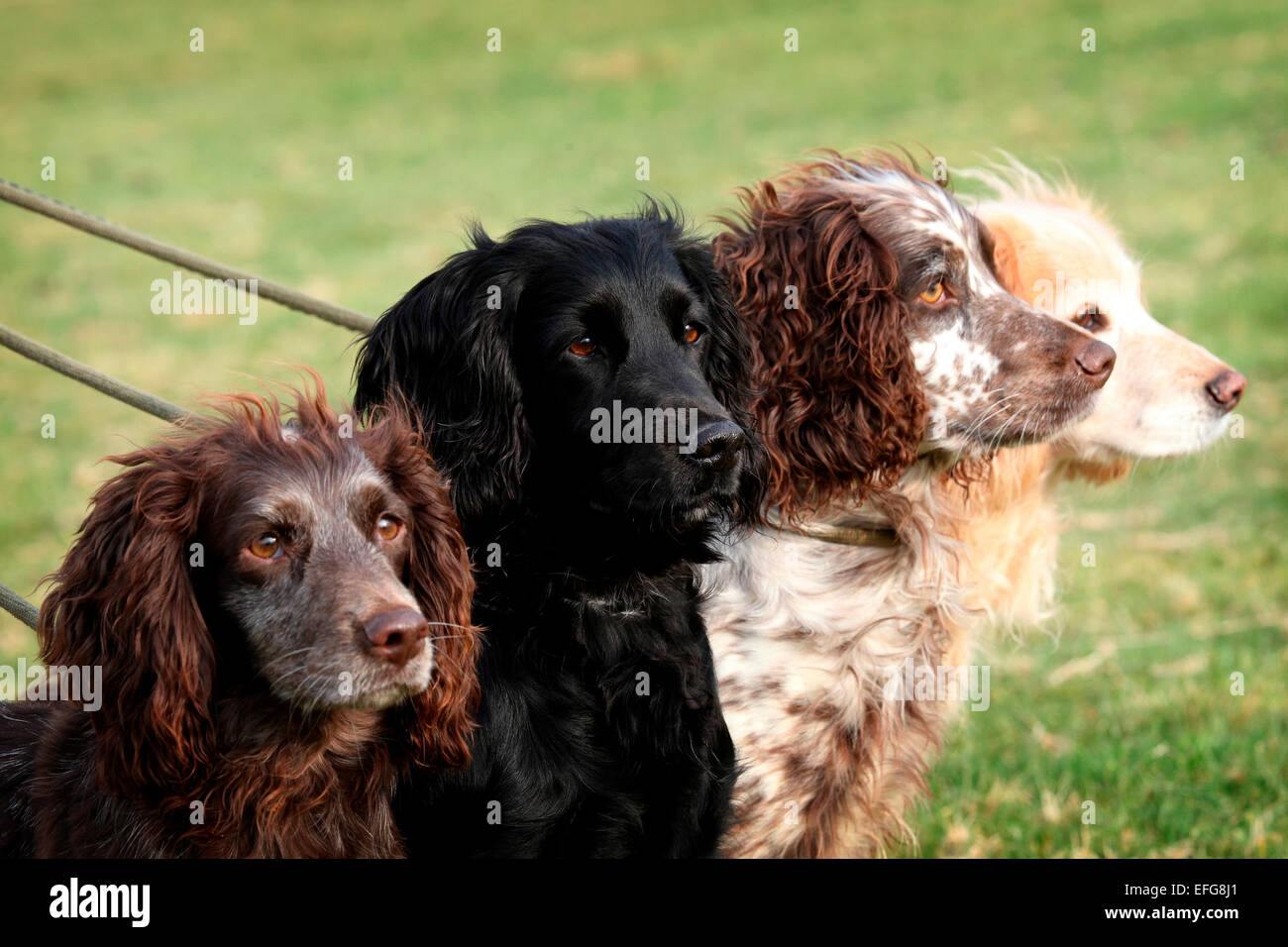 Team von English Springer Spaniel Gewehr Hunde warten gespannt Stockfoto