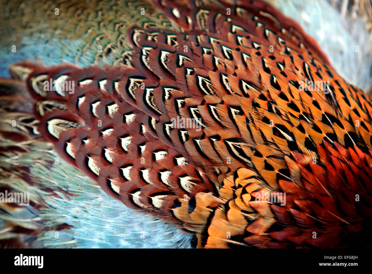 Full Frame in der Nähe der bunten Braun, Rot und Golden Pheasant Gefieder Stockfoto