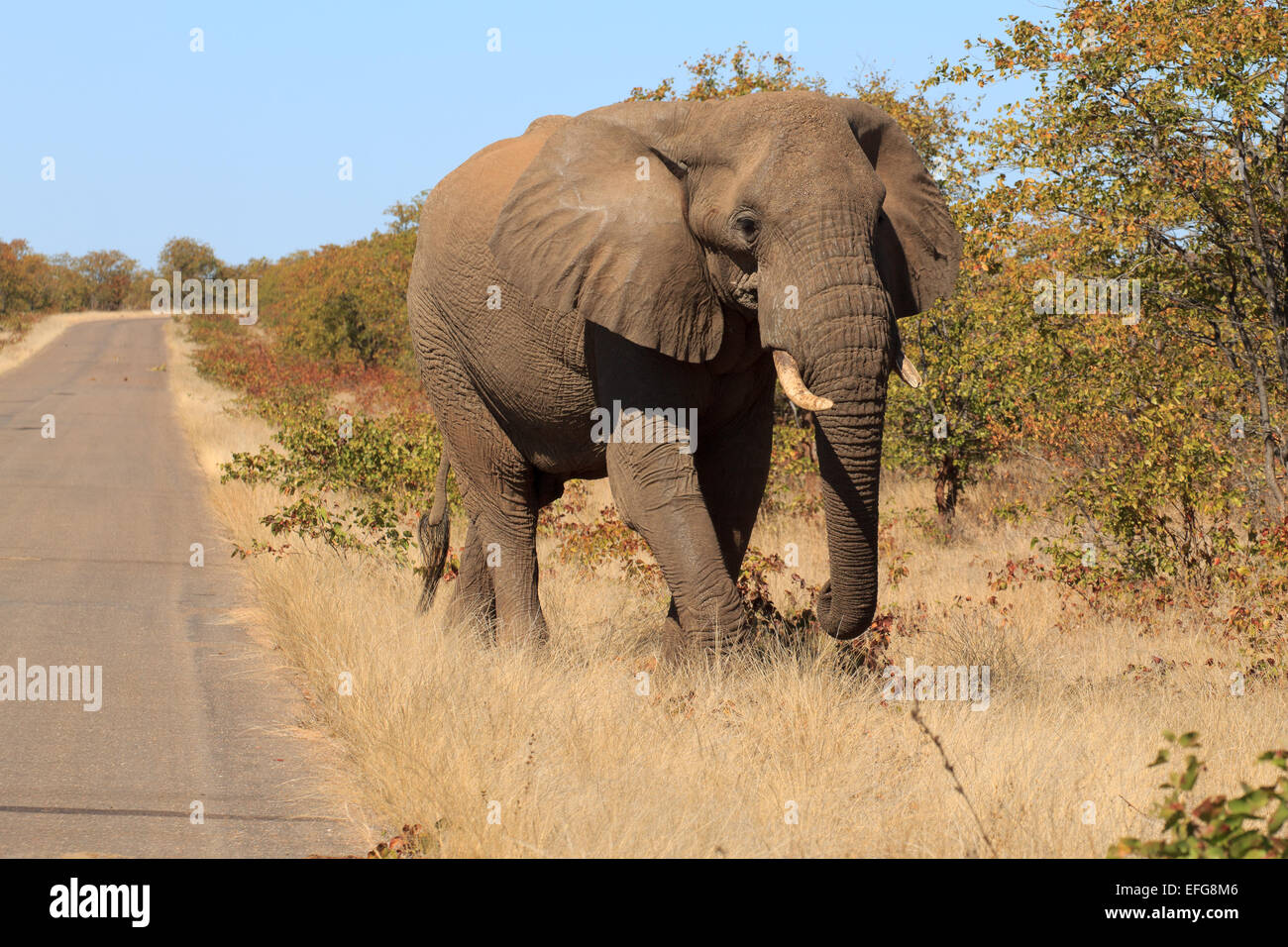 Isolierte Elefant Stockfoto
