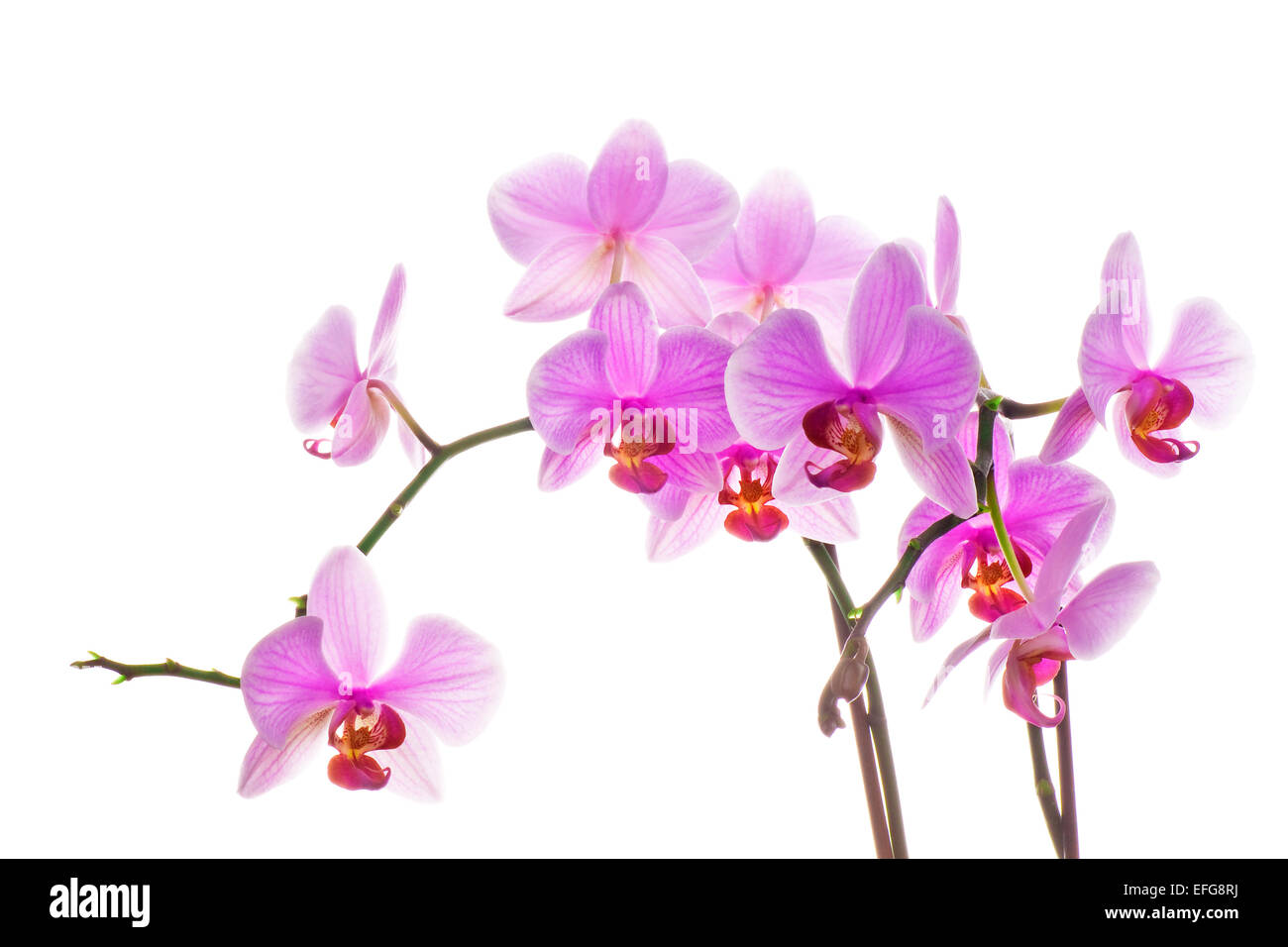 Rosa Orchidee isoliert auf weißem Hintergrund Stockfoto