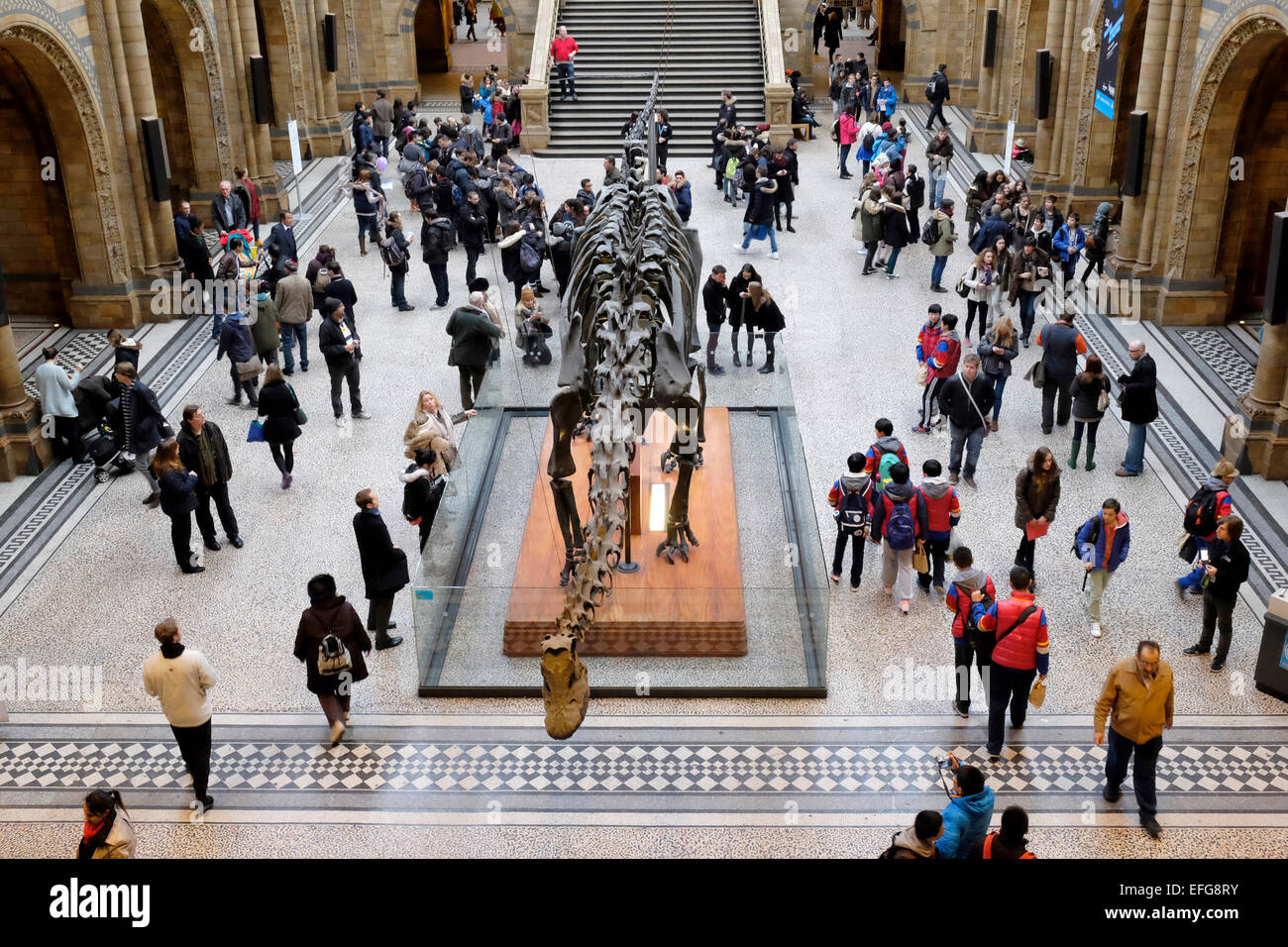 Besucher betrachten die Replik Skelett eines Dinosauriers am Natural History Museum in London. Stockfoto