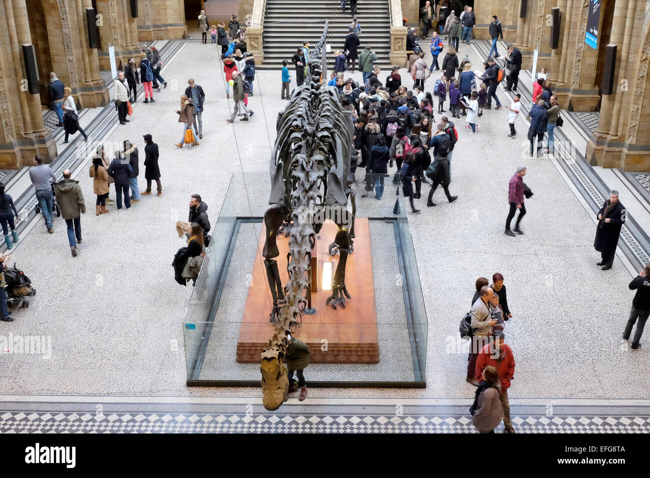 Besucher betrachten Sie das Replikat Skelett eines Dinosauriers im Natural History Museum in London Stockfoto