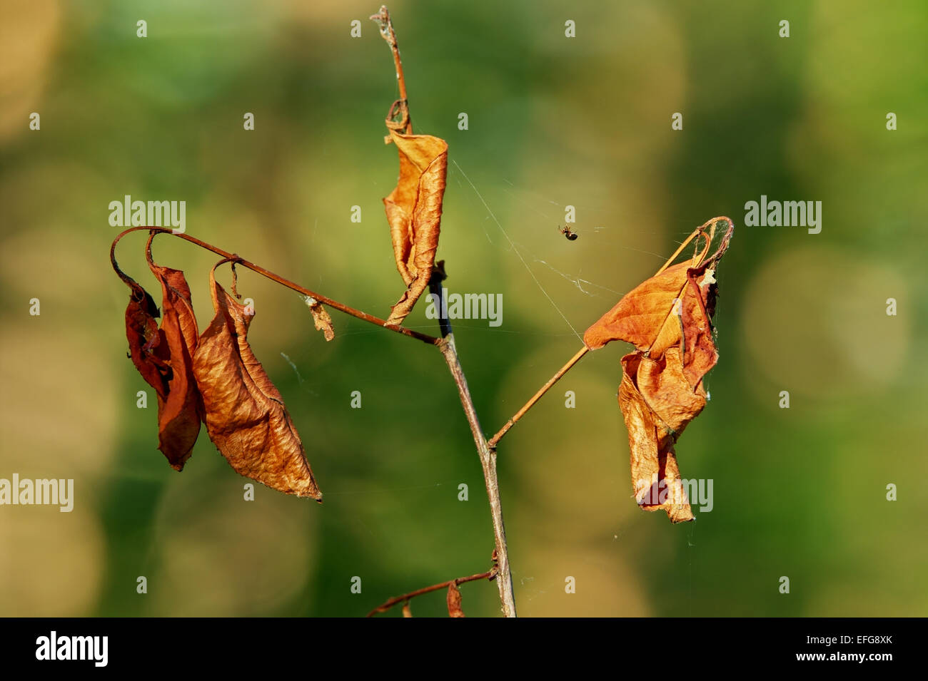 Nahaufnahme der Oberteil des dürren jungen Baum mit einer Spinne auf das Spinnennetz. Pommern, Nordpolen. Stockfoto