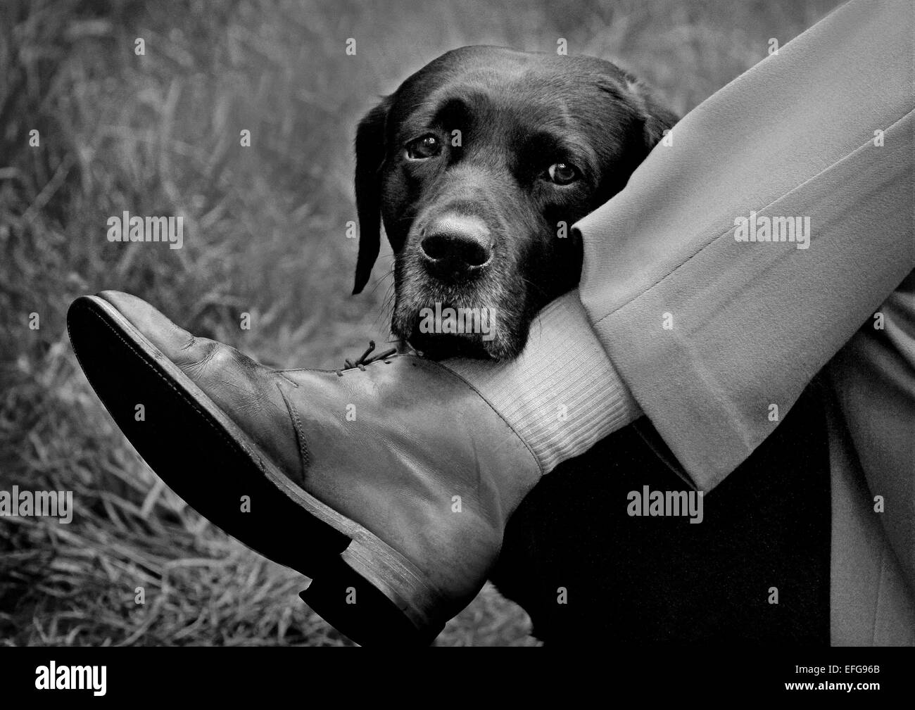 Portrait von schwarzen Labrador ruhender Kopf am Bein des Menschen, 7/8 Schwarz und Weiß Stockfoto