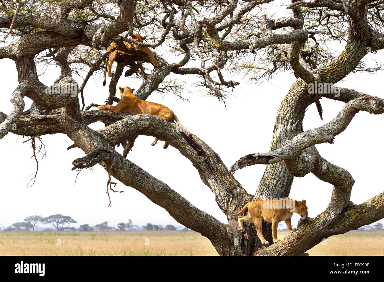 Ein Stolz der Löwin, Panthera Leo, ruht auf einem Baum im Serengeti Nationalpark, Tansania Stockfoto