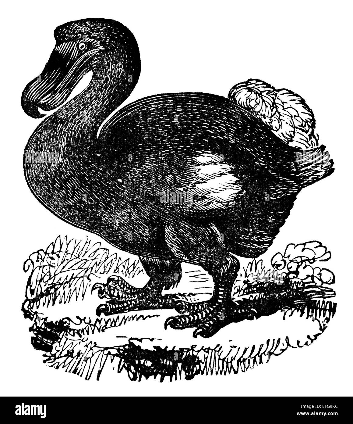 Viktorianische Gravur eines Dodo. Digital restaurierten Bild aus einem Mitte des 19. Jahrhundert Enzyklopädie. Stockfoto