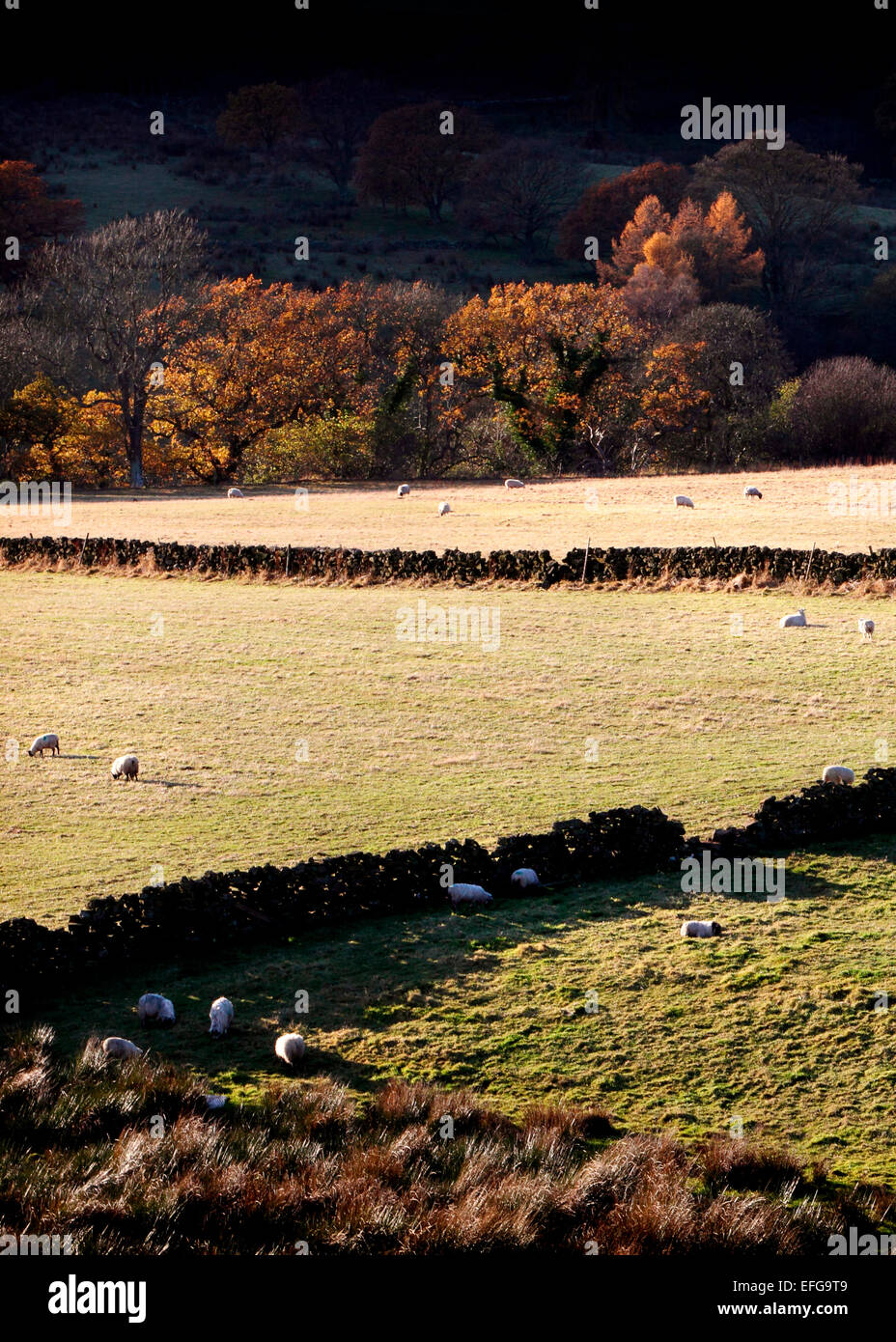 Herbst Landschaft mit Schafe grasen auf sonnenbeschienenen Felder, Yorkshire Dales, England, Großbritannien Stockfoto