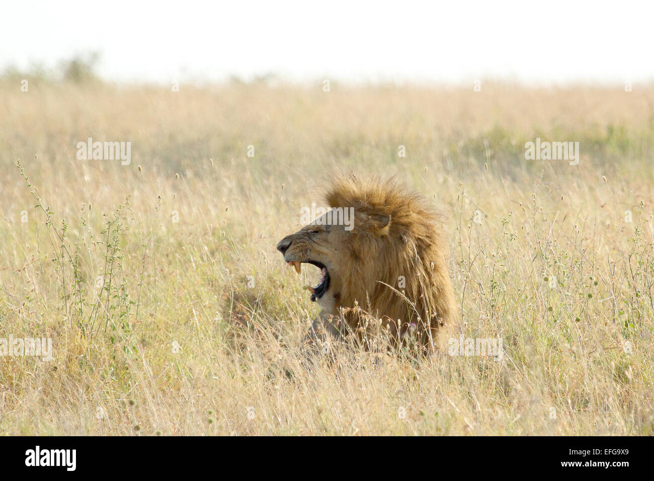 Ein männlicher Löwe Panthera Leo, brüllt zwischen dem Rasen von der Savanne im Serengeti Nationalpark, Tansania Stockfoto