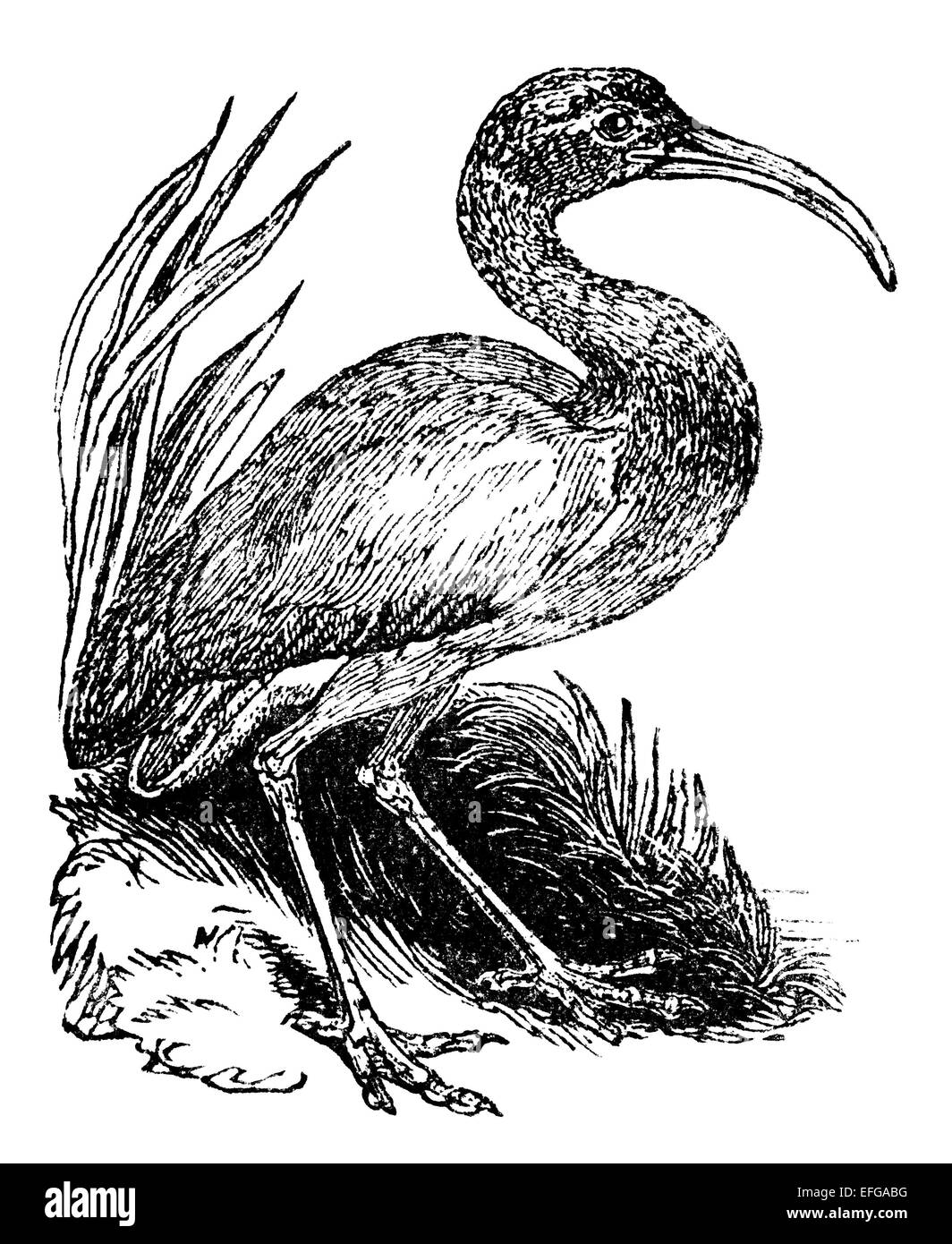 Viktorianische Gravur von einem Ibis. Digital restaurierten Bild aus einem Mitte des 19. Jahrhundert Enzyklopädie. Stockfoto