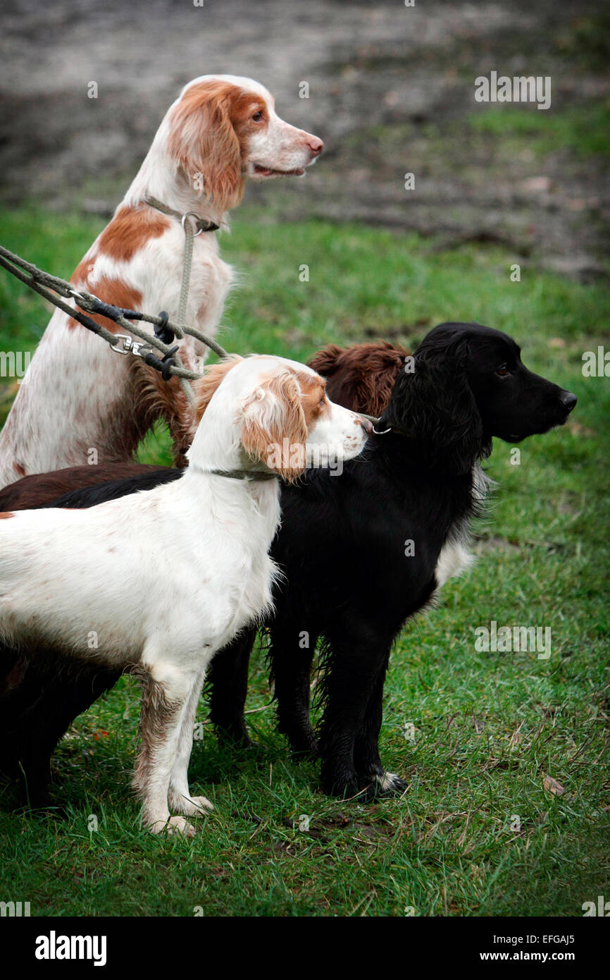 Team von English Springer Spaniel Gewehr Hunde warten gespannt Stockfoto