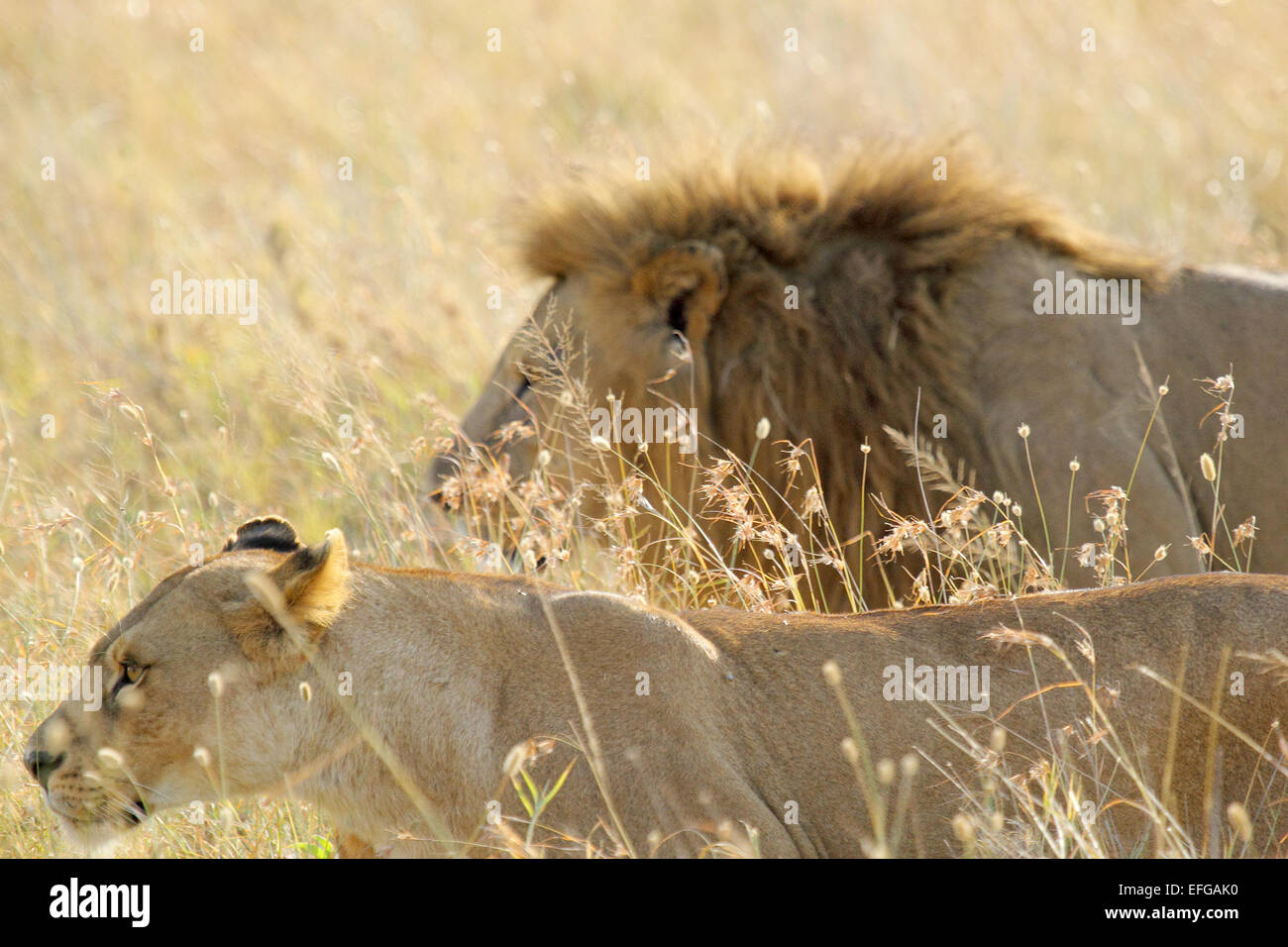 Ein paar Löwe und Löwin, Panthera Leo, zu Fuß das Gras der Savanne im Serengeti Nationalpark, Tansania Stockfoto