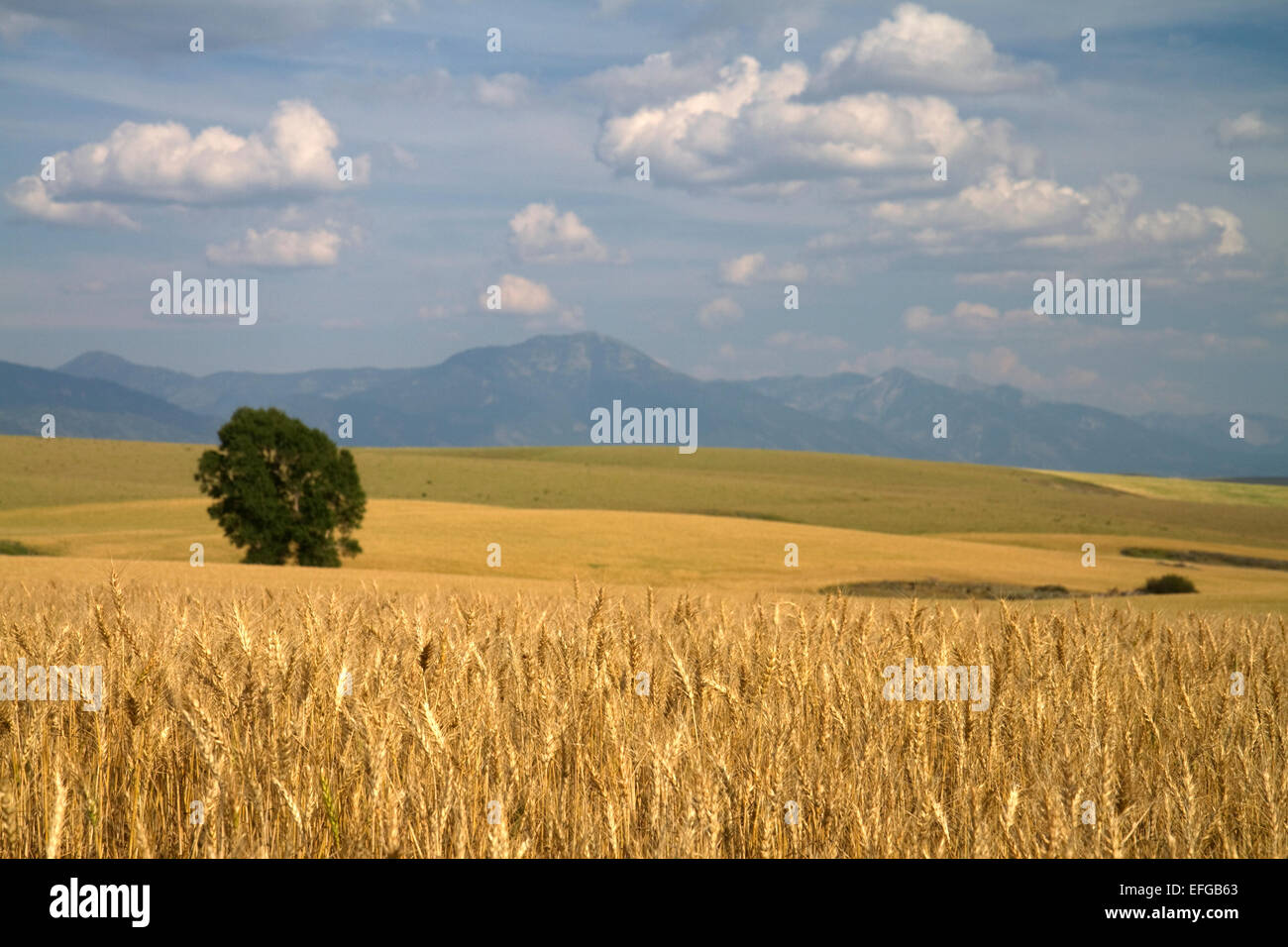 Reife Weizenfelder im östlichen Idaho, USA. Stockfoto