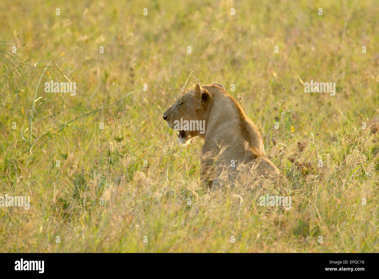 Eine Löwin, Panthera Leo, ruht in den Rasen in Serengeti Nationalpark, Tansania Stockfoto